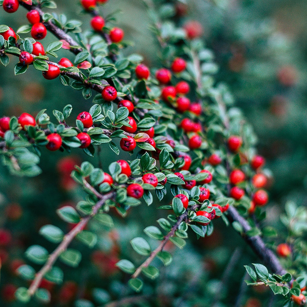 Bramble Berry Lingonberry Spice Fragrance Oil