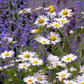 Bramble Berry Lavender Chamomile Huggies Type Fragrance Oil