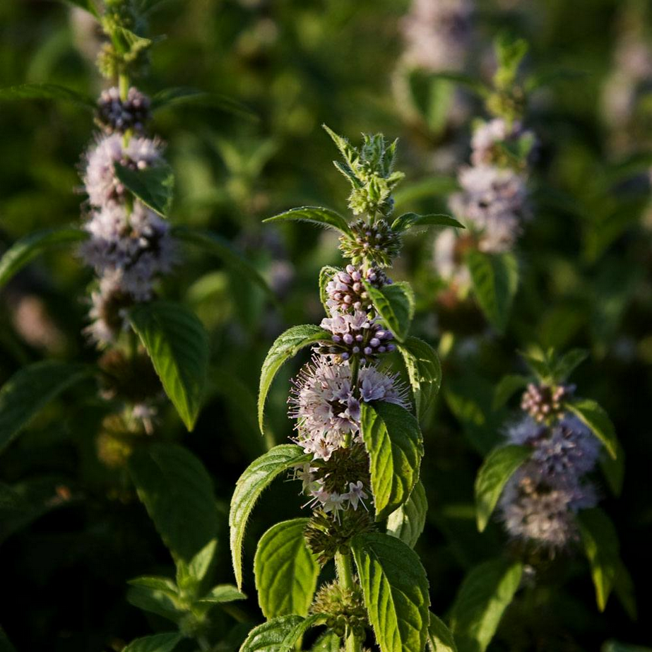 Bramble Berry Peppermint Essential Oil - 2nd Distill