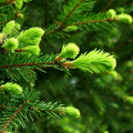 Bramble Berry Fir Needle Essential Oil