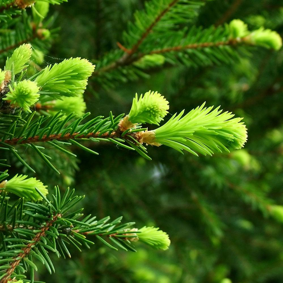 Bramble Berry Fir Needle Essential Oil