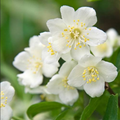 Bramble Berry Jasmine Dreams Fragrance Oil